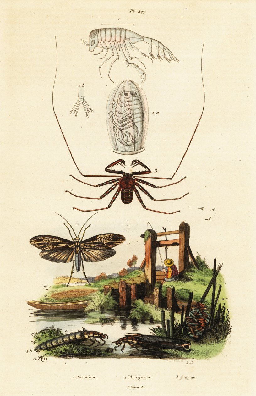 Piska spindel och caddisfly. av Adolph (after) Fries