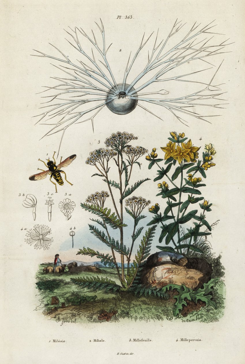 Yarrow, johannesört, foraminifera och svävfluga., 1834-1839 (gravyr) av Adolph (after) Fries