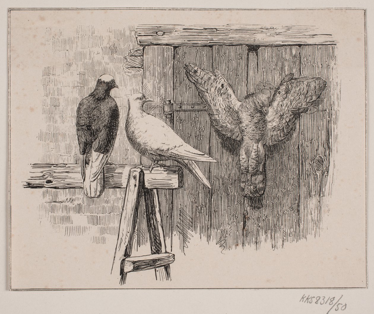 Duvorna av Johan Adolph Kittendorff
