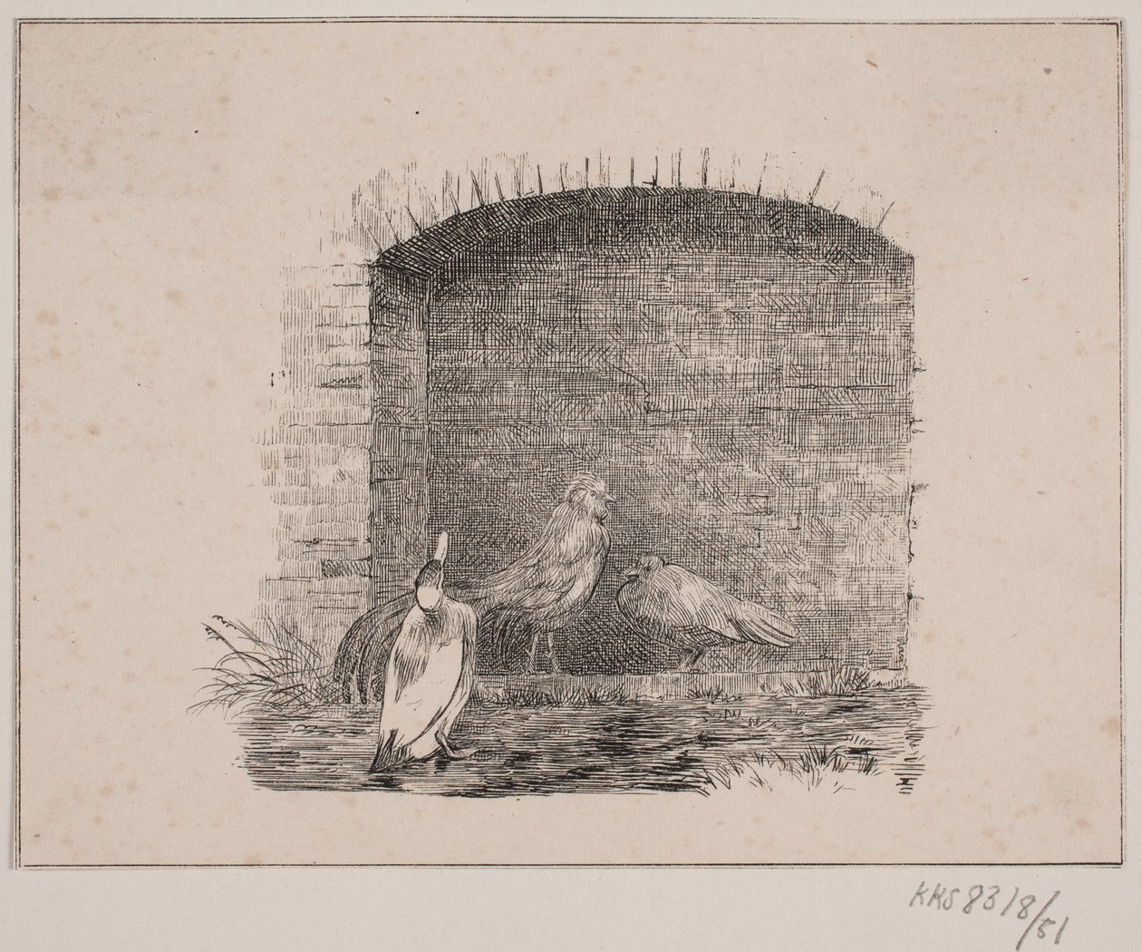Kycklingarna och ankorna av Johan Adolph Kittendorff