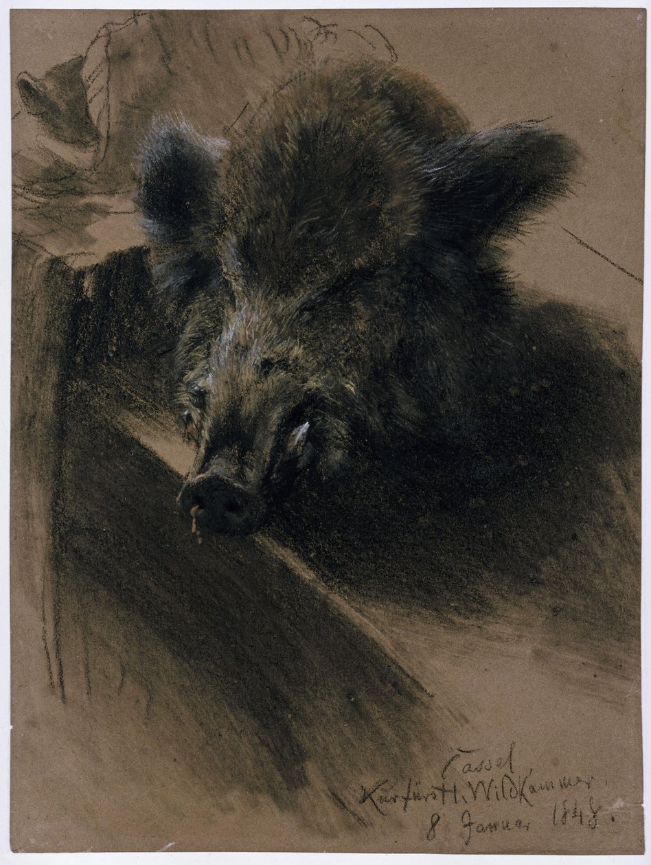 Ett vildsvinshuvud i kurfurstens viltkammare i Kassel av Adolph Menzel