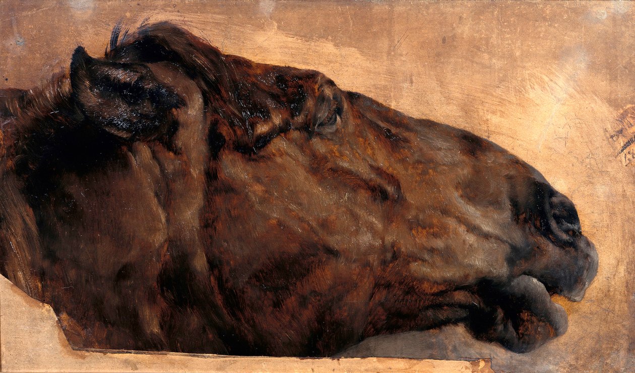 Häststudie. Huvud i sidovy åt höger av Adolph Menzel