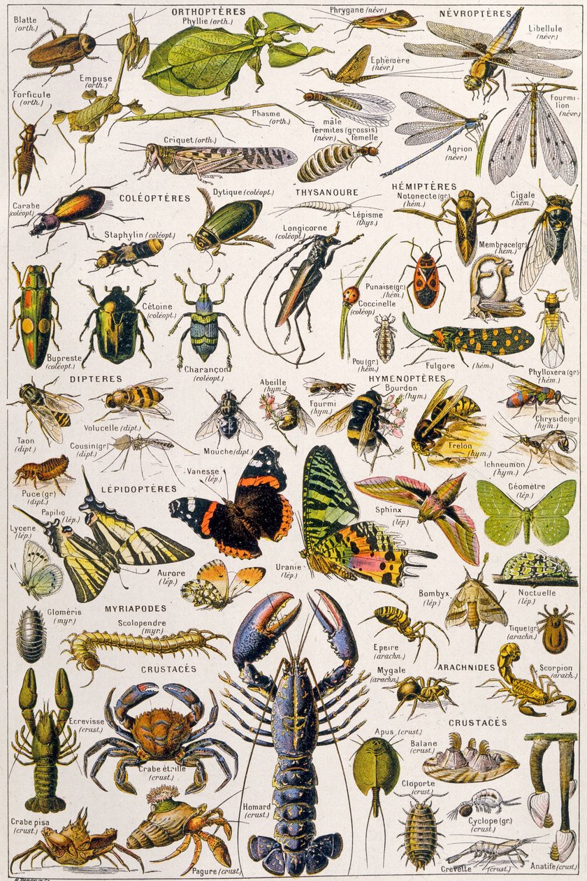 Illustration av olika ryggradslösa djur c.1923 av Adolphe Philippe Millot