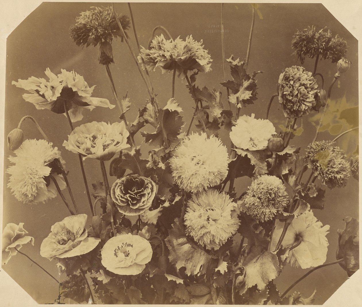 [Blommor] av Adolphe Braun