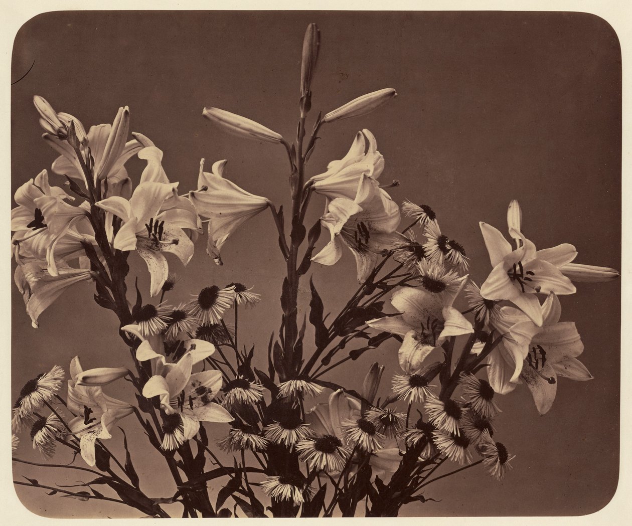 [Blommor] av Adolphe Braun