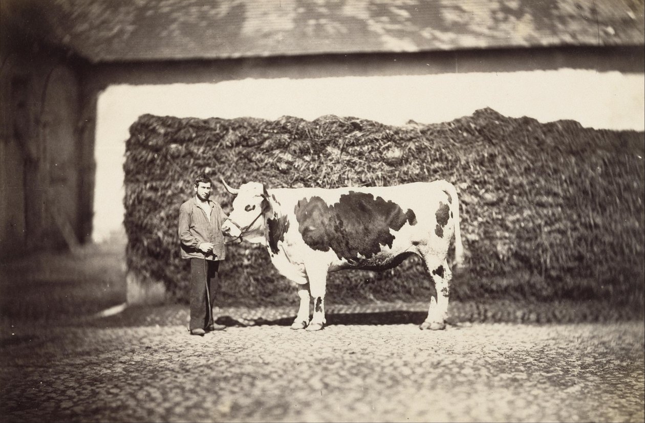 [Prize Bull] av Adolphe Braun