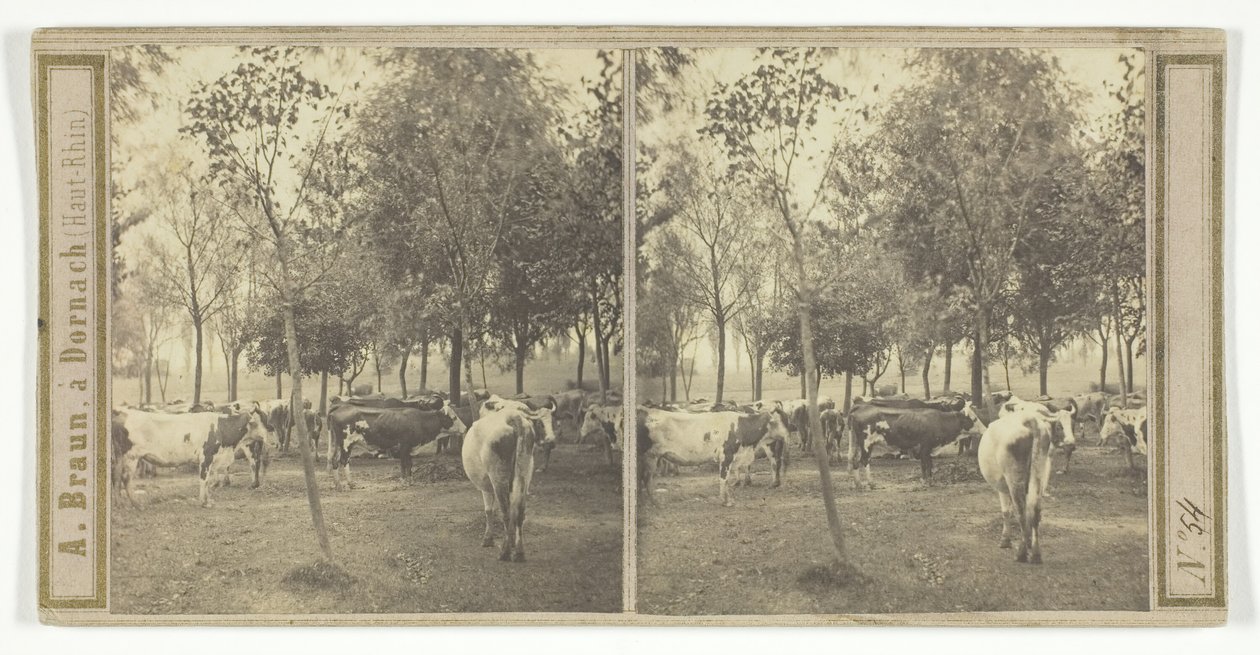 Utan titel [kor], 185077. av Adolphe Braun