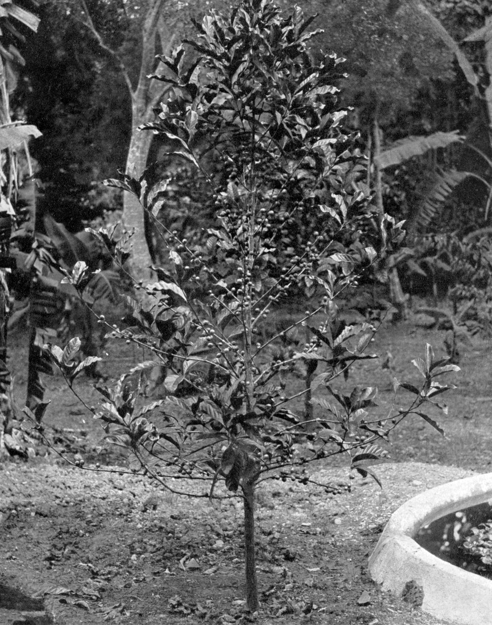 Kaffeträd, Jamaica, c1905. av Adolphe Duperly and Son