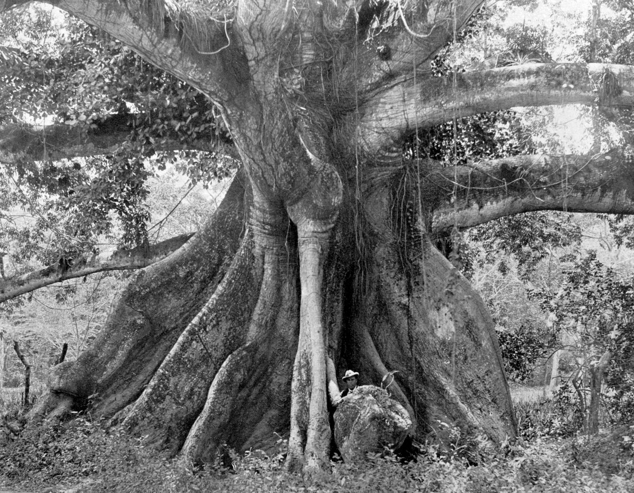 Tom Cringles Cotton Tree, Spanish Town Road, Jamaica, c1905. av Adolphe Duperly and Son
