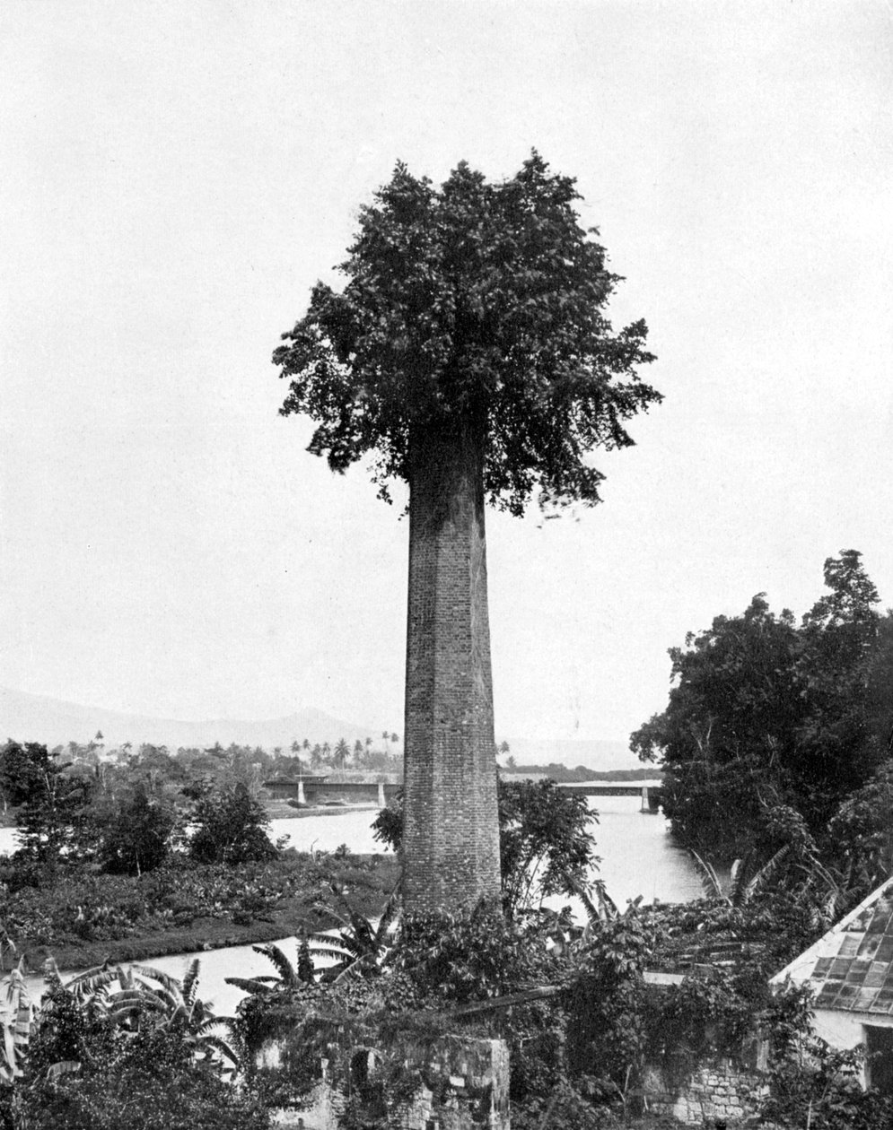 Träd som växer ut gammal sockergårdsskorsten, Jamaica, c1905. av Adolphe Duperly and Son