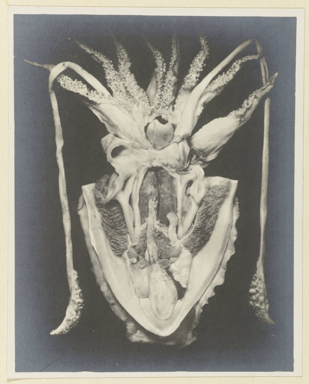Anatomi av en bläckfisk Anatomie de la Seiche (titel på objekt) av Adolphe Louis Donnadieu