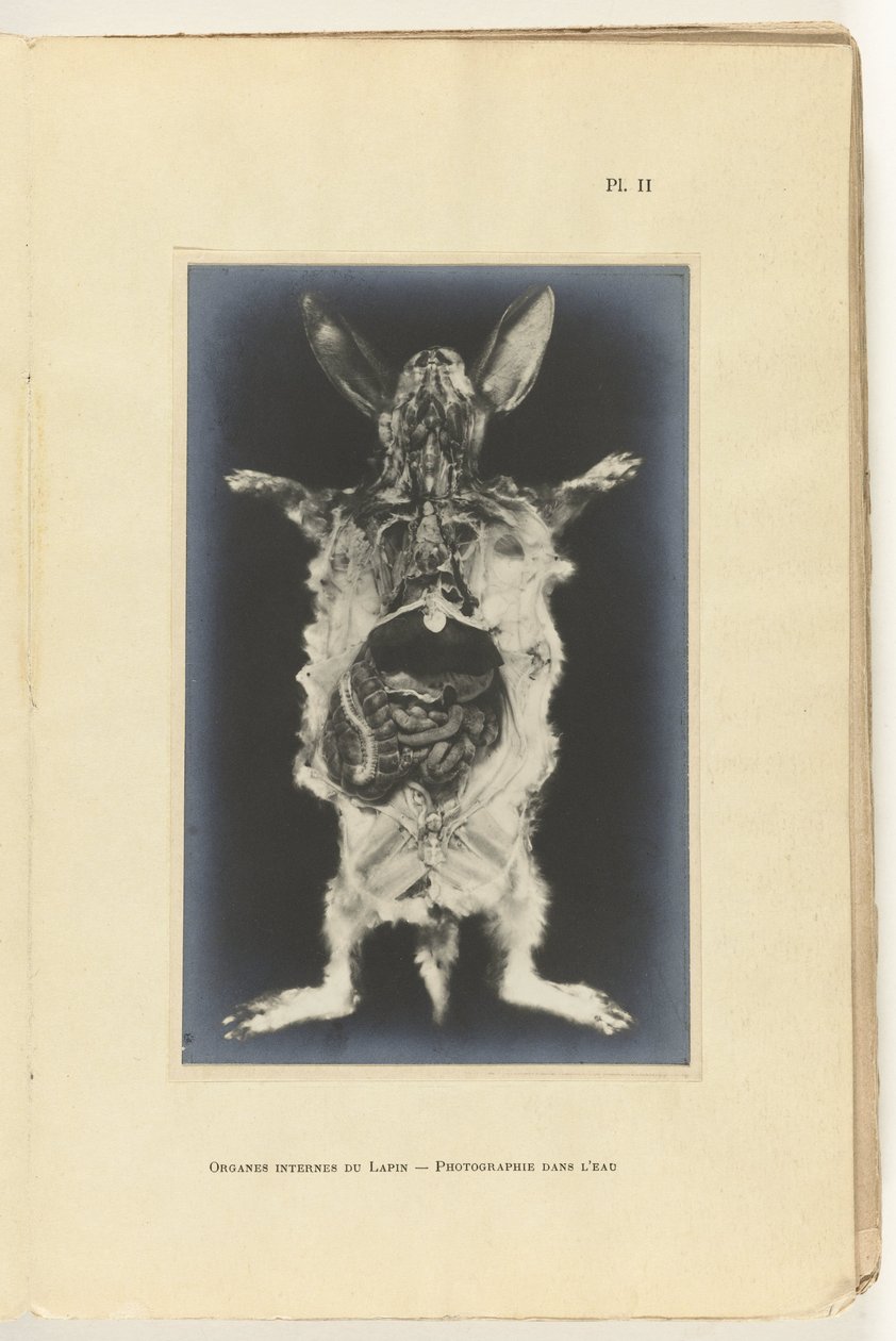 Kanin uppskuren med organen synliga Organes internes du lapin -Photography dans l