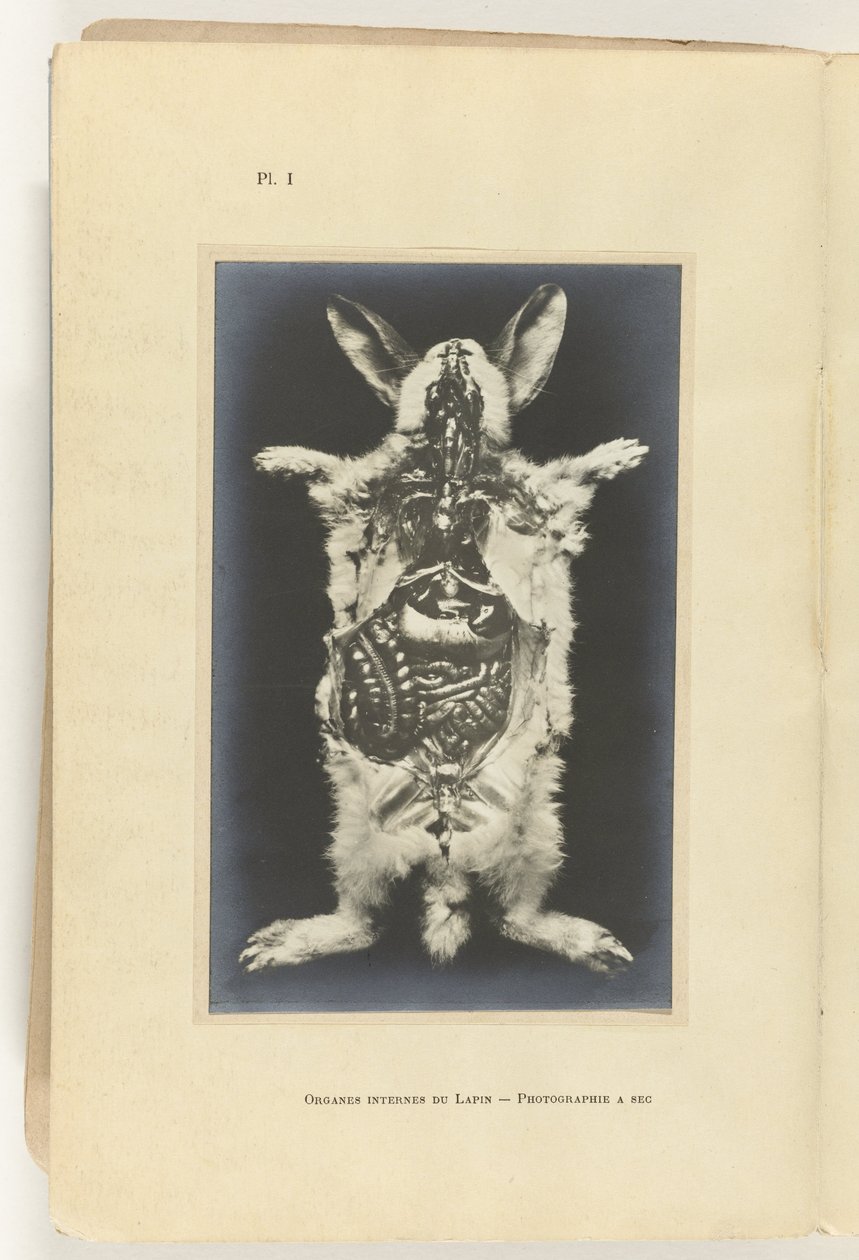 Kanin uppskuren med organen synliga Organes internes du lapin -Photography a sec av Adolphe Louis Donnadieu