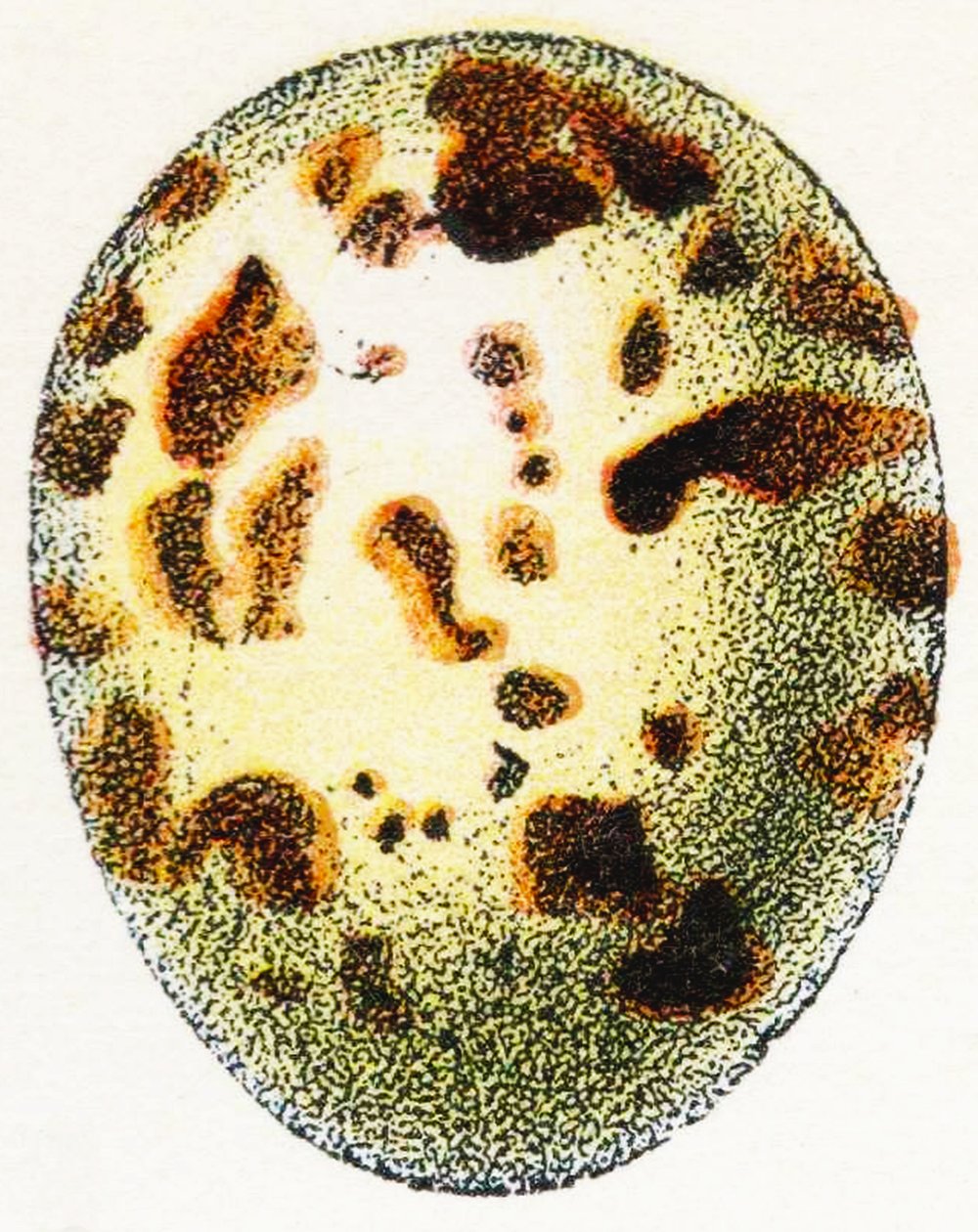 Ägg av sparvhök, 1923 av Adolphe Philippe Millot