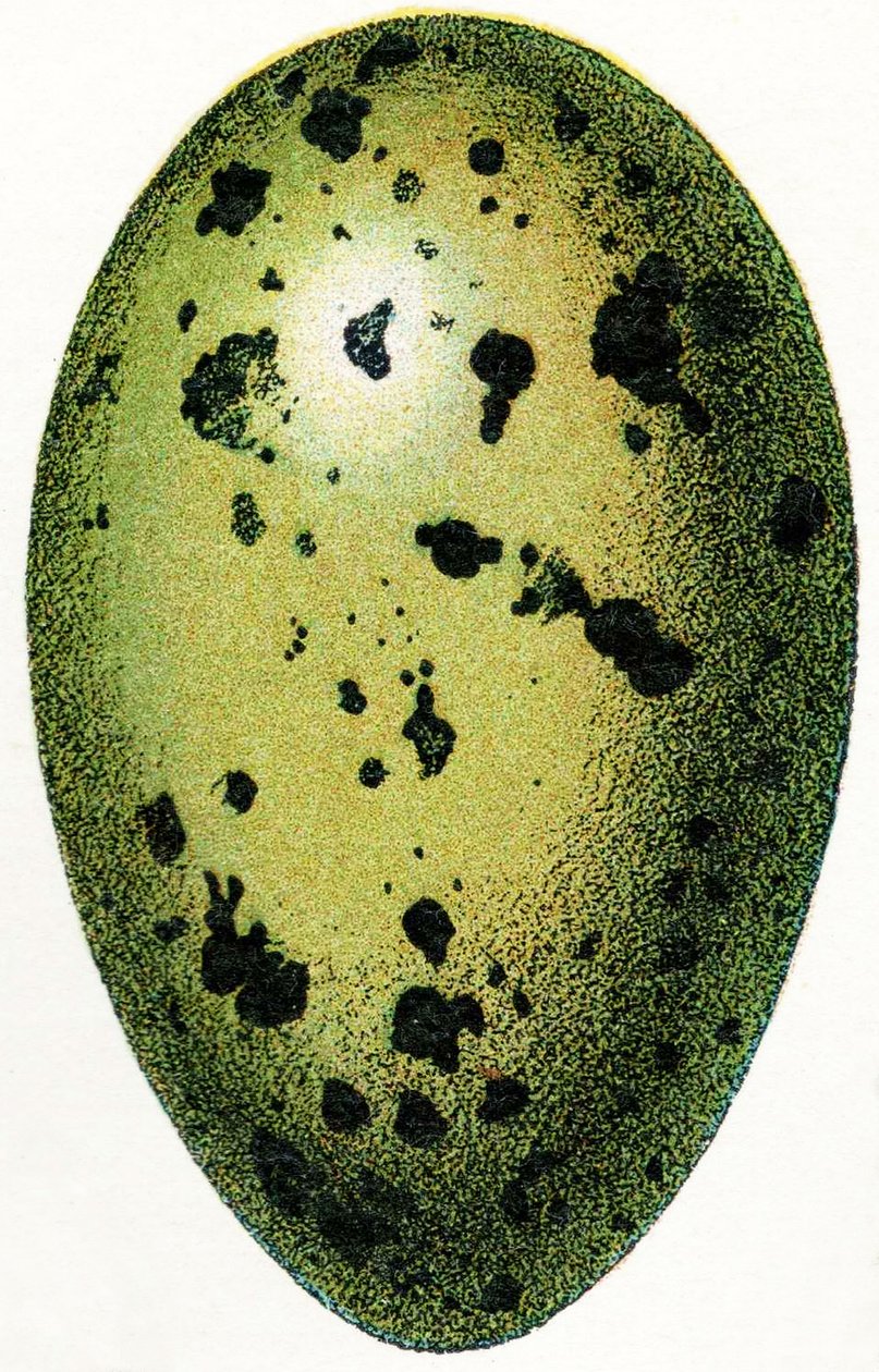 Egg of a Common Loon, 1923 av Adolphe Philippe Millot