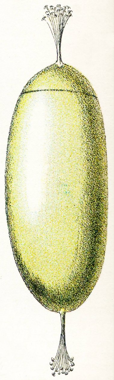 Ägg av en lampöga, 1923 av Adolphe Philippe Millot