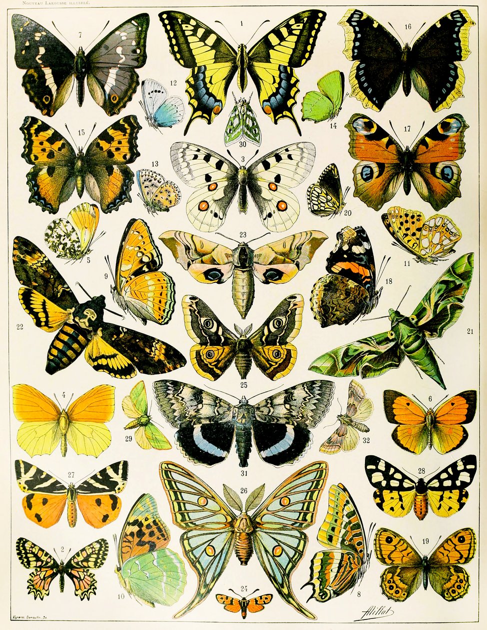 Illustration av fjärilar och malar c.1923 (litho) av Adolphe Philippe Millot