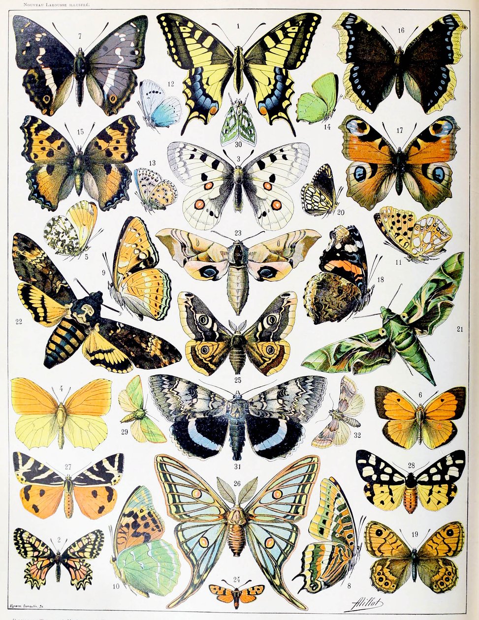 Illustration av fjärilar och malar c.1923 av Adolphe Philippe Millot
