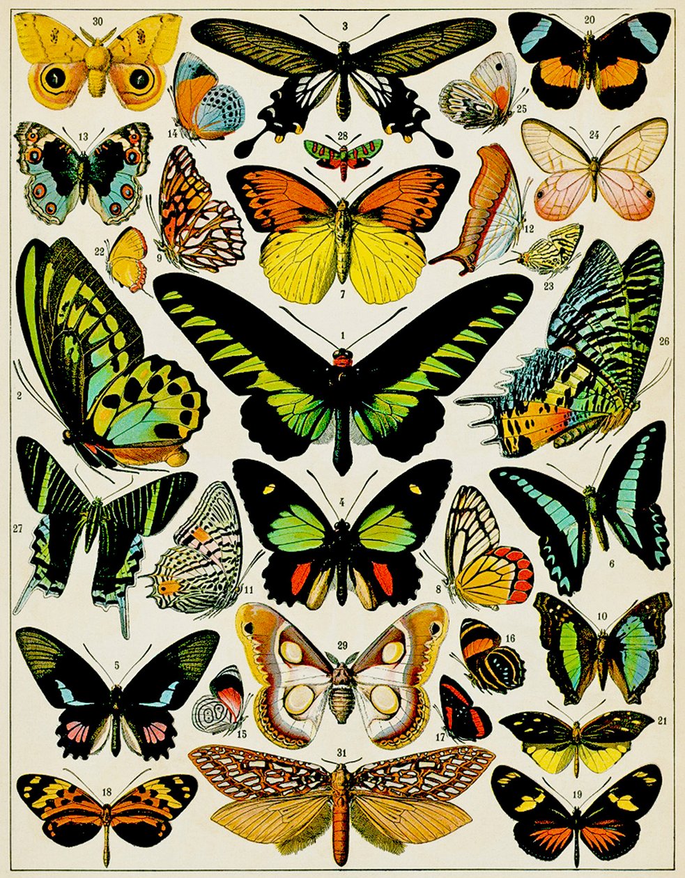 Illustration av fjärilar och malar c.1923 av Adolphe Philippe Millot