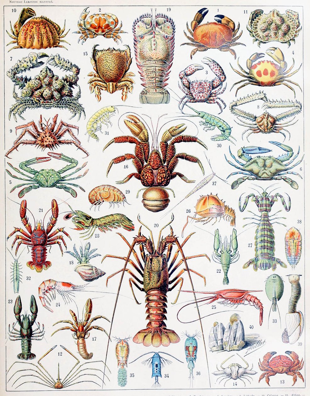 Illustration av kräftdjur c.1923 av Adolphe Philippe Millot