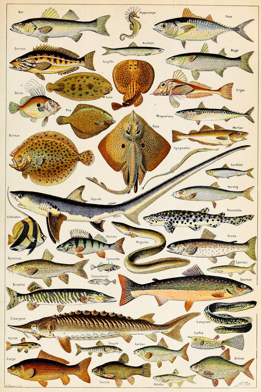 Illustration av ätbar fisk, c.1923 av Adolphe Philippe Millot