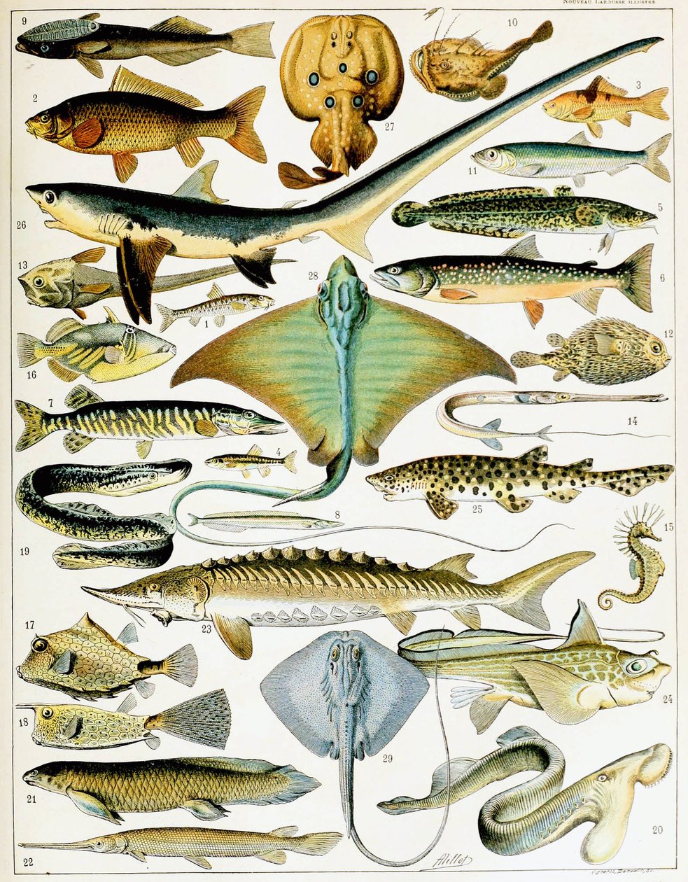 Illustration av fisk ca 1923 (litho) av Adolphe Philippe Millot