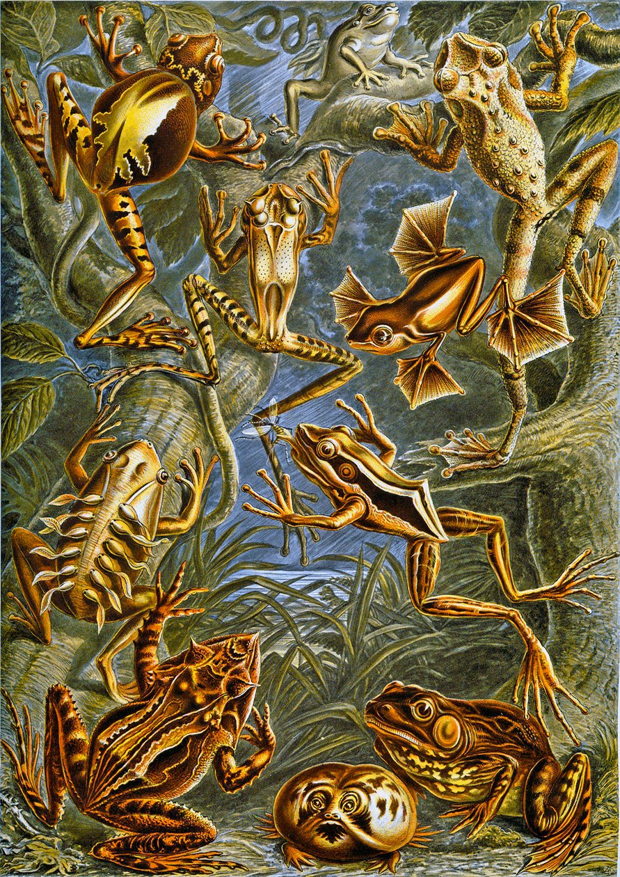 Illustration av grodor och paddor c.1909 av Adolphe Philippe Millot
