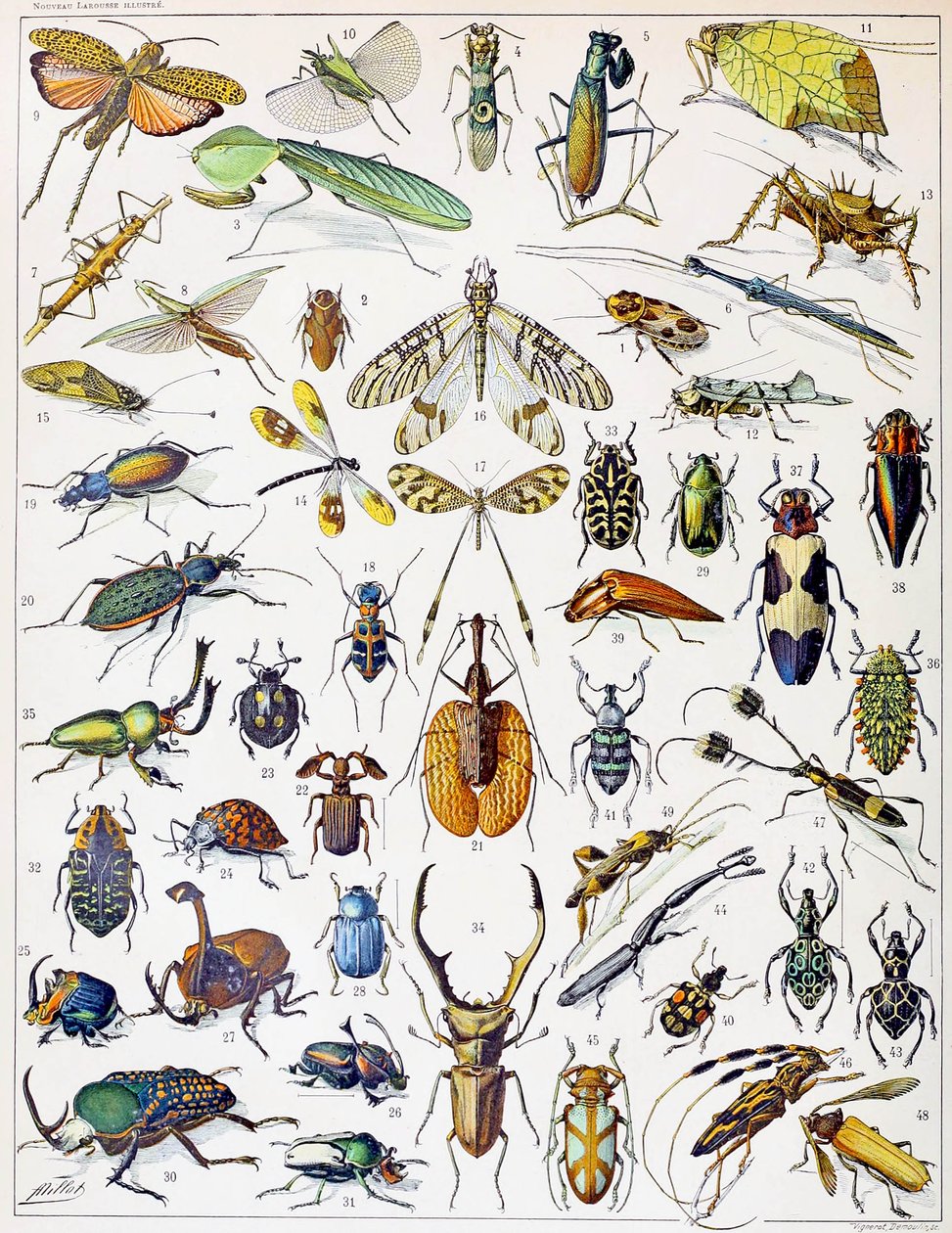 Illustration av insekter c.1923 av Adolphe Philippe Millot