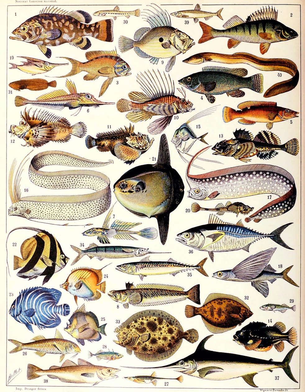 Illustration av marina fiskar c.1923 av Adolphe Philippe Millot