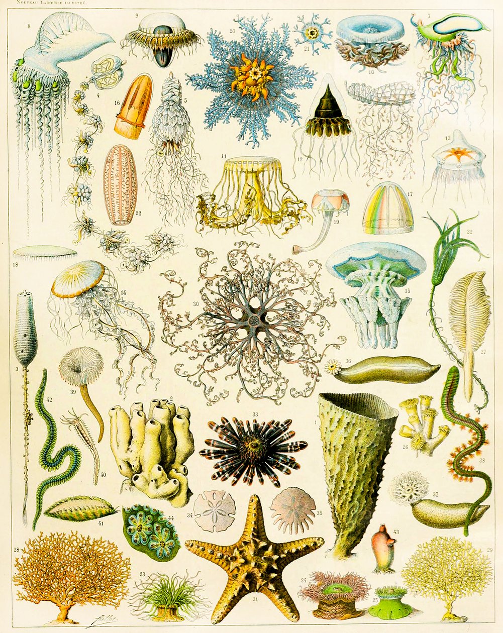 Illustration av marina organismer c.1923 av Adolphe Philippe Millot