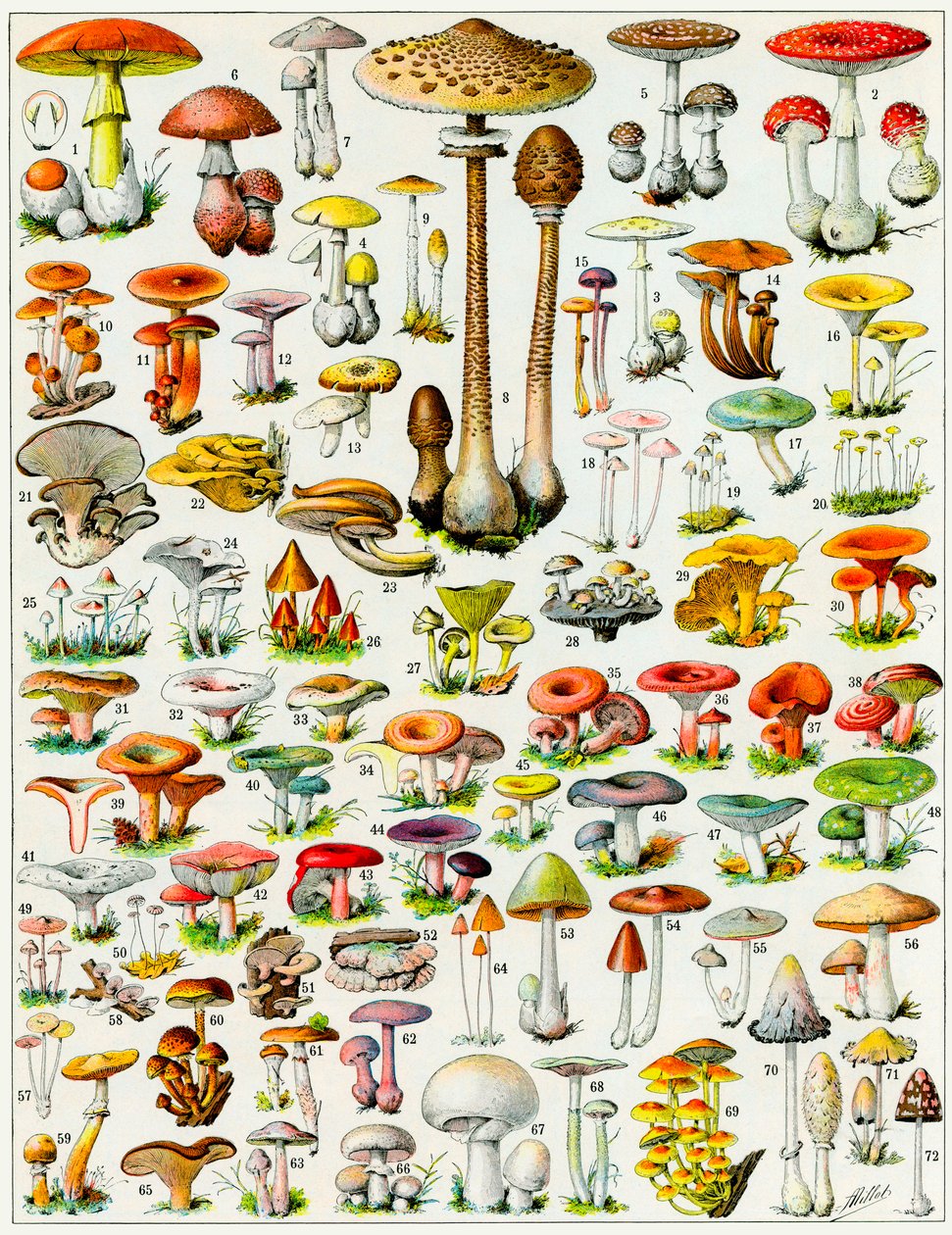 Illustration av svampar c.1923 av Adolphe Philippe Millot