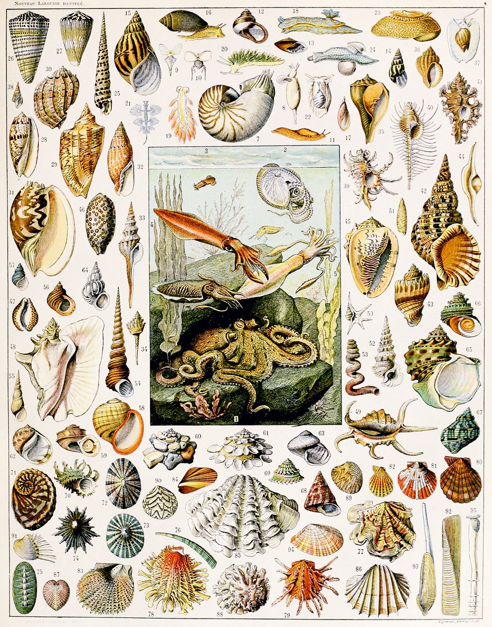 Illustration av snäckskal c.1923 av Adolphe Philippe Millot