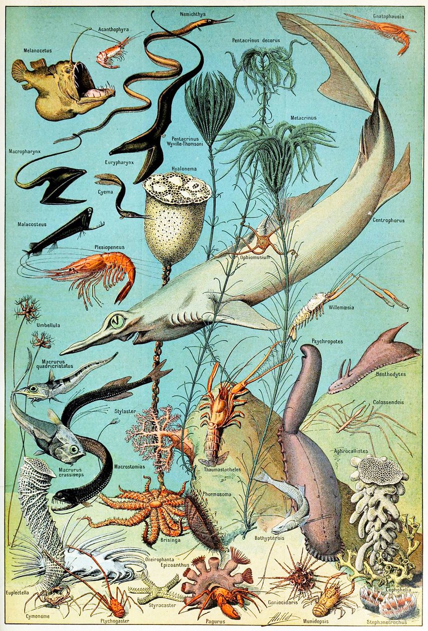 Illustration av en djuphavsscen under vattnet c.1923 av Adolphe Philippe Millot