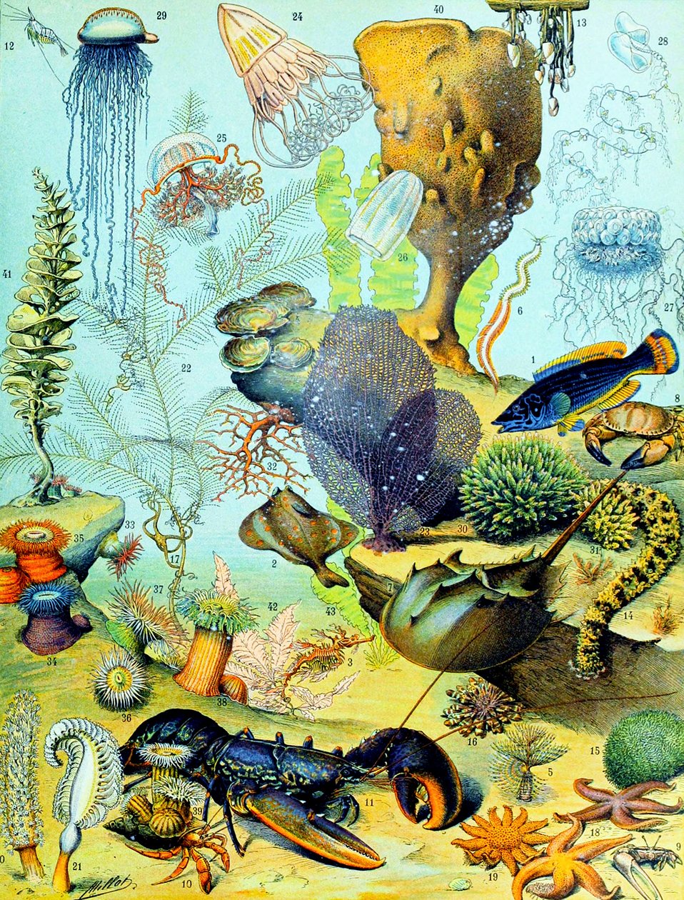 Illustration av en undervattensscen c.1923 av Adolphe Philippe Millot