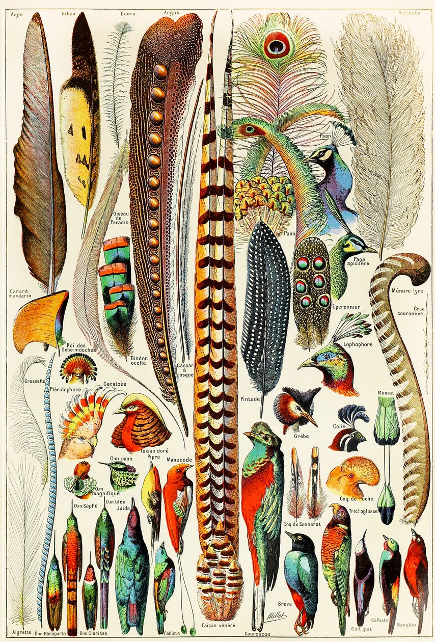 Illustration av fjädrar och fåglar c.1923 av Adolphe Philippe Millot