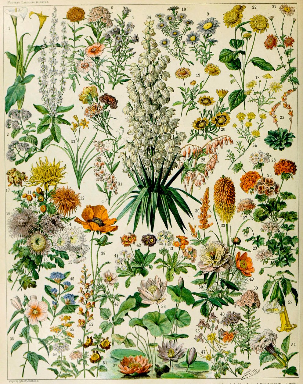 Illustration av blommande växter c.1923 av Adolphe Philippe Millot