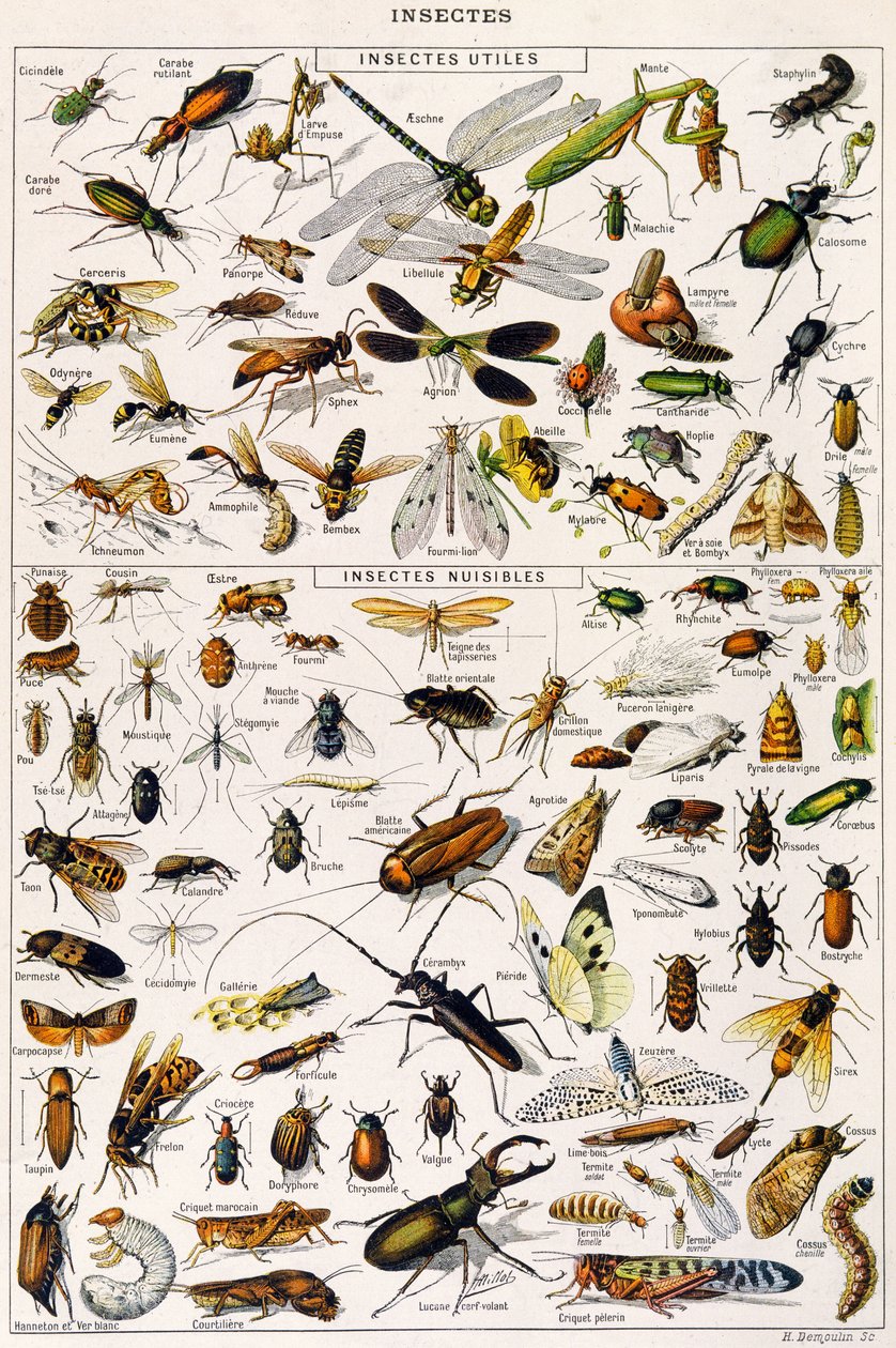 Illustration av användbara insekter och skadeinsekter c.1923 (litho) av Adolphe Philippe Millot