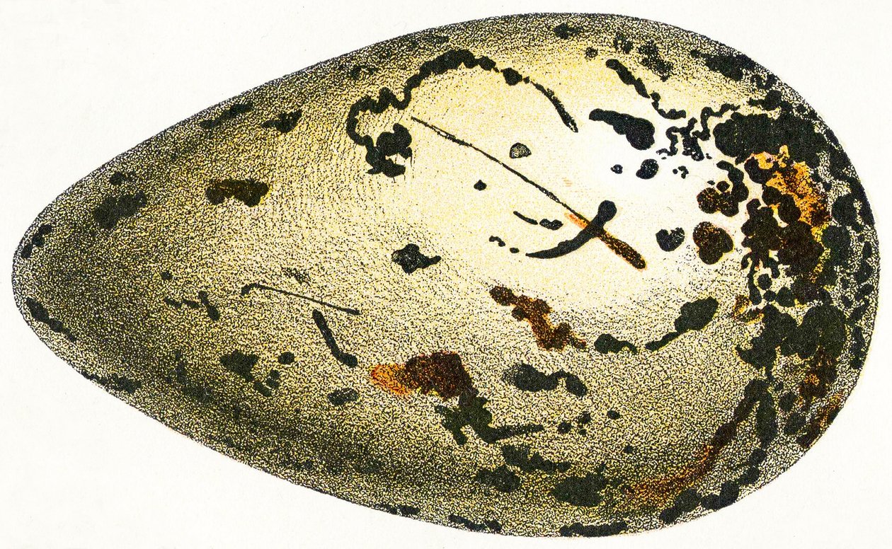 Ägget av en storfågel, 1923 av Adolphe Philippe Millot