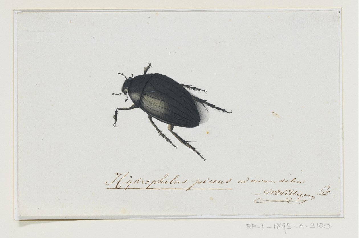 Svart vattenbagge Hydrophilus picens (titel på objekt) av Adriaan van der Willigen