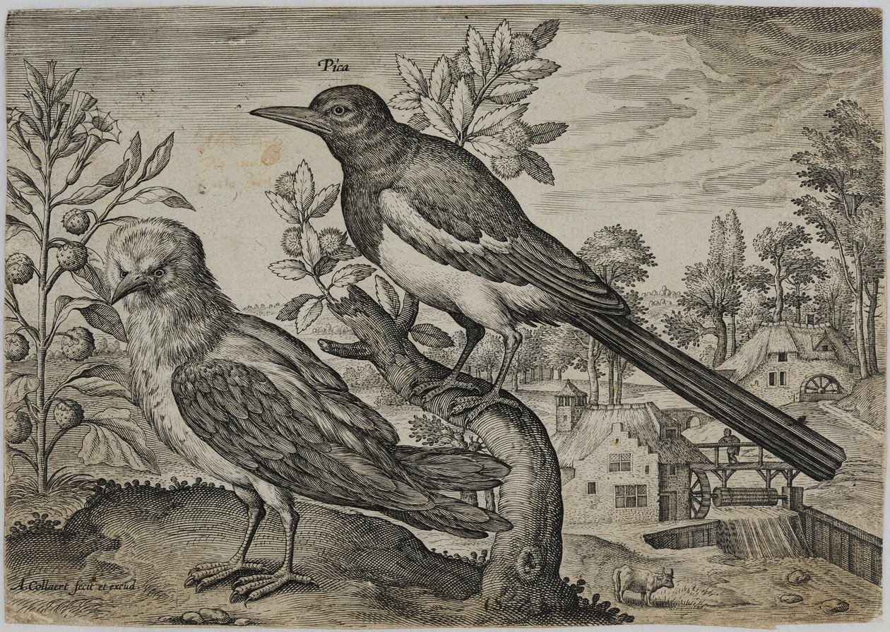 Gammal mästargravering av Adriaen Collaert