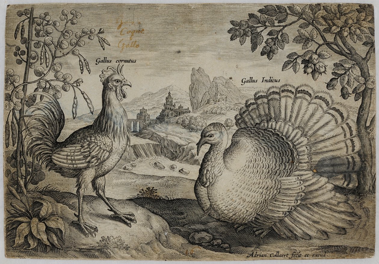 Gammal mästargravering av Adriaen Collaert