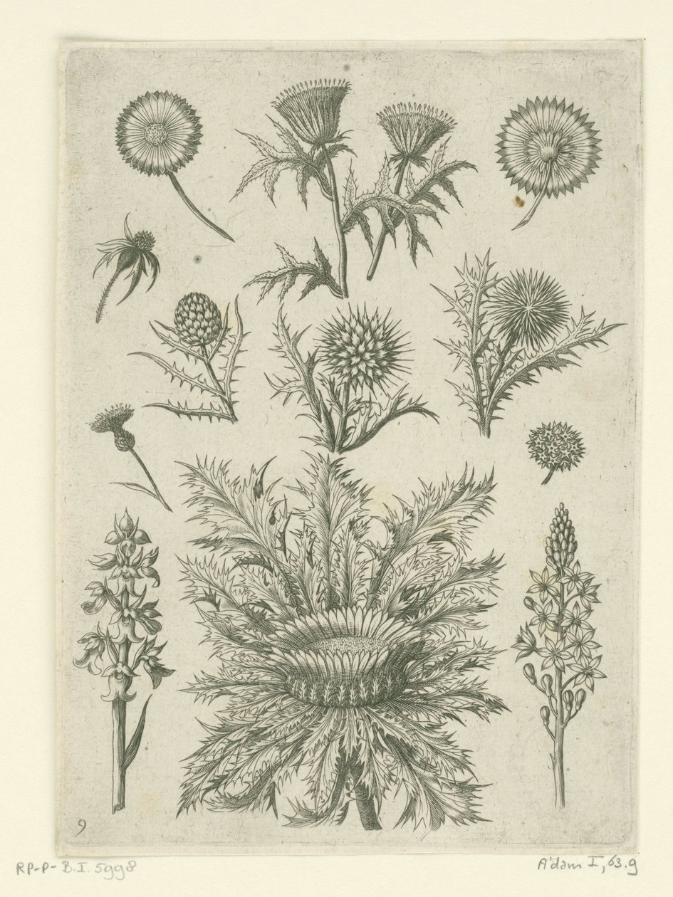 Avlägsen på olika sätt Florilegium (serietitel) av Adriaen Collaert