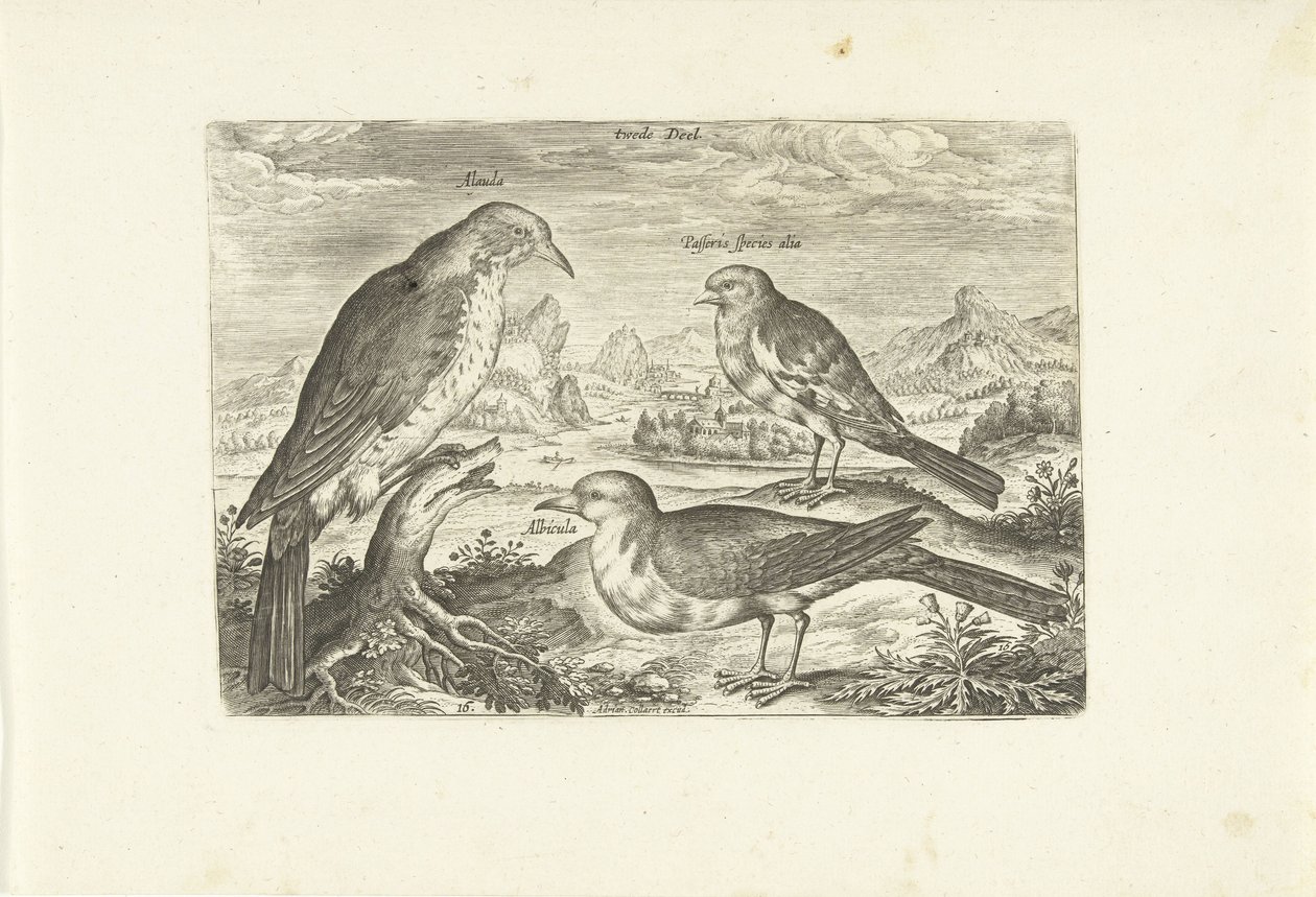 Tre fåglar i ett landskap Avium Vivae (serietitel) Fåglar (serietitel) av Adriaen Collaert