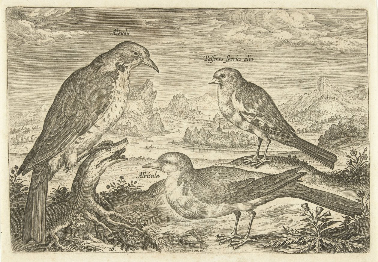 Tre fåglar i ett landskap Avium Vivae (serietitel) Fåglar (serietitel) av Adriaen Collaert