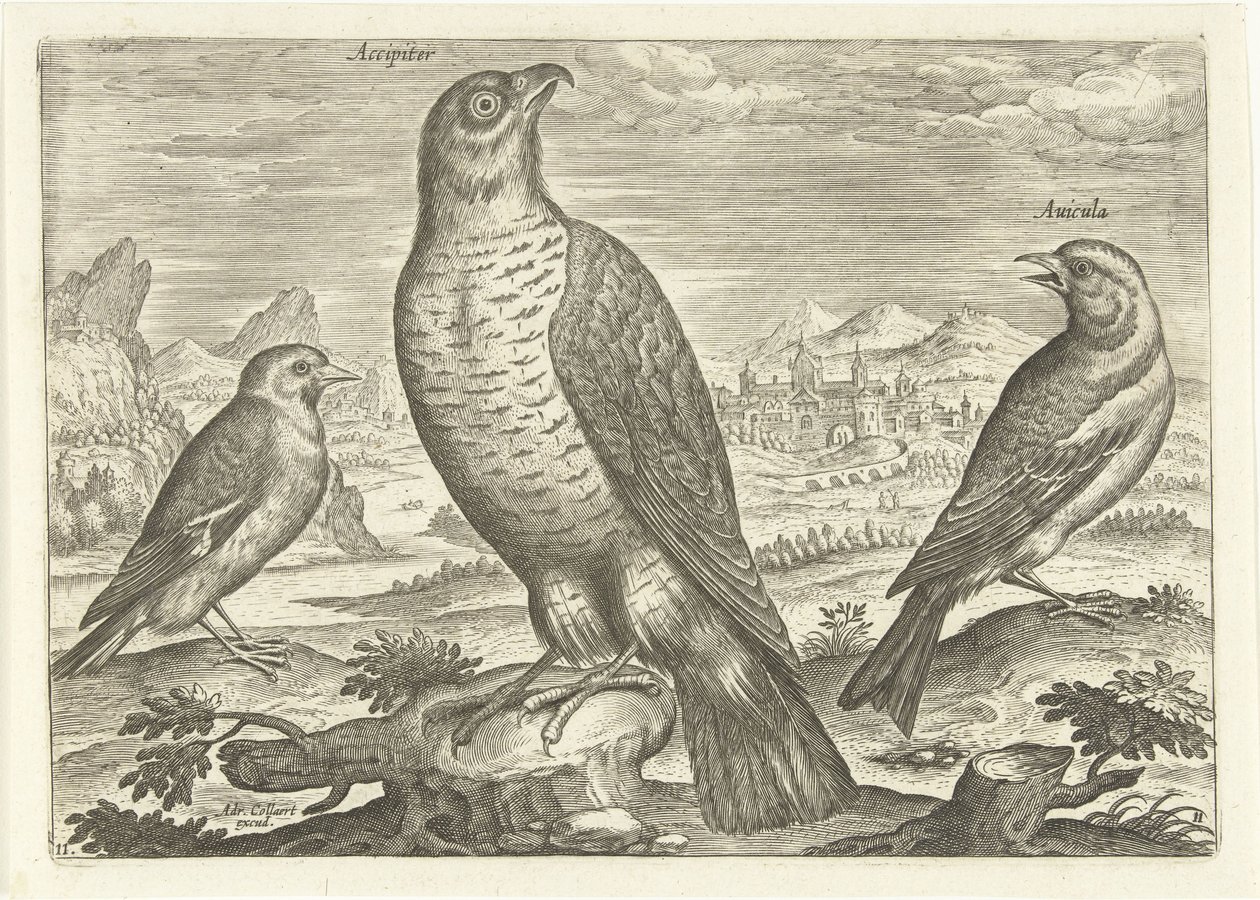 Tre fåglar i ett landskap Fåglar (serietitel) Avium vivae (serietitel) av Adriaen Collaert