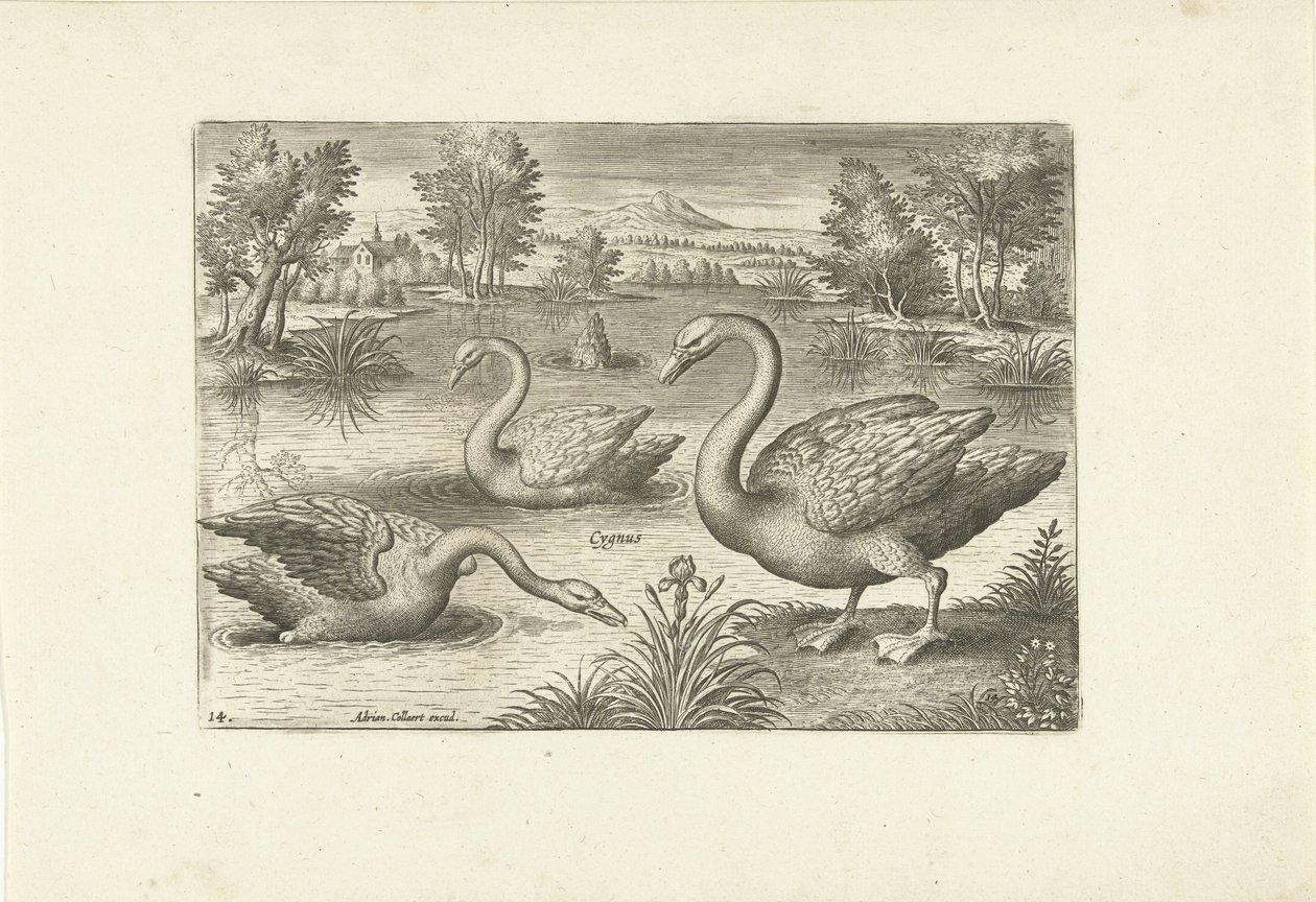 Tre svanar i en damm Fåglar (serietitel) Avium vivae (serietitel) av Adriaen Collaert