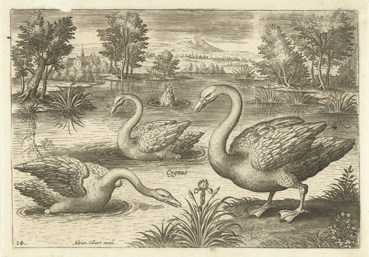 Tre svanar i en damm Fåglar (serietitel) Avium vivae (serietitel) av Adriaen Collaert