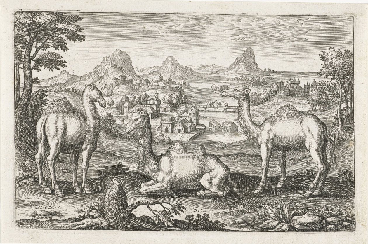 Dromedärer och en kamel Fyrbenta djur (serietitel) Animalivm Qvaddrvpedvm (serietitel) av Adriaen Collaert