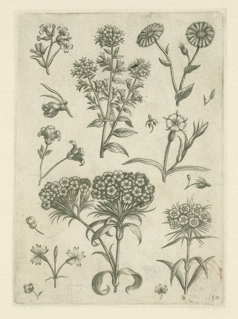 Söta William och andra blommor Florilegium (serietitel) av Adriaen Collaert