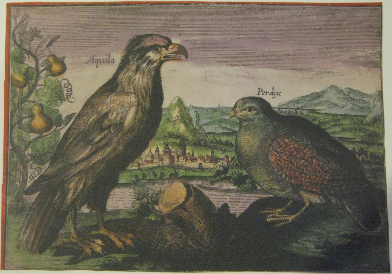 Örn och rapphöna, Iconotheca Valvasoriana av Adriaen Collaert